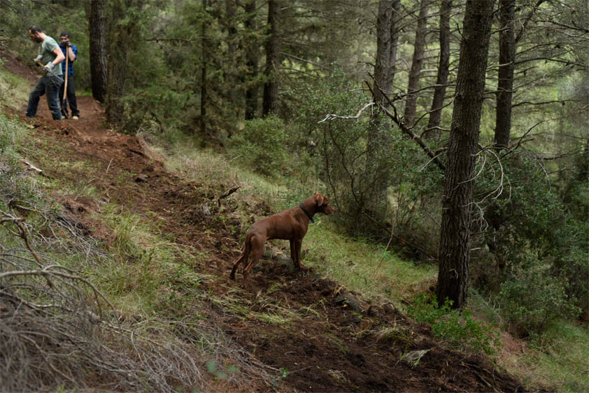 ponstan trail building 03