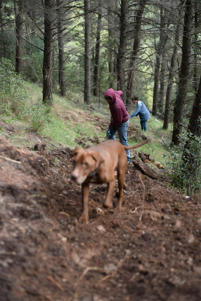 ponstan trail building 08